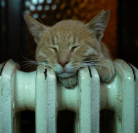 Cat on a radiator