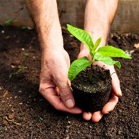 Hands holding a plant